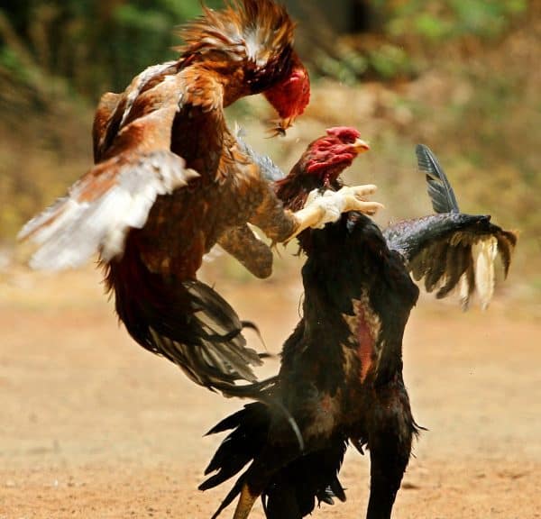 TRANG CHỦ ĐĂNG NHẬP NHÀ CÁI 789BET CASINO