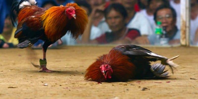 TRANG CHỦ ĐĂNG NHẬP NHÀ CÁI 789BET CASINO