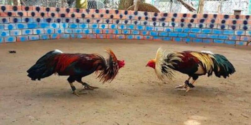 TRANG CHỦ ĐĂNG NHẬP NHÀ CÁI 789BET CASINO