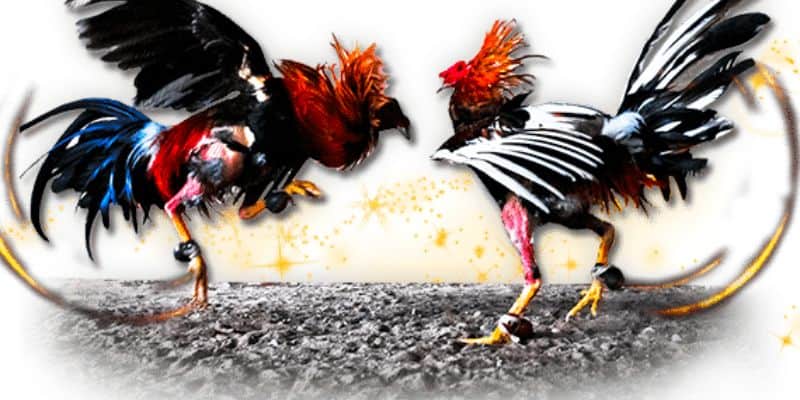 Vì sao nên lựa chọn chơi đá gà online 789bet?