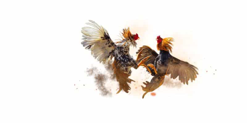 Đá gà là trò chơi gì?