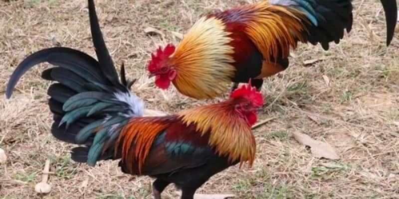 Vì sao đá gà Thomo tại nhà cái 789bet được yêu thích?