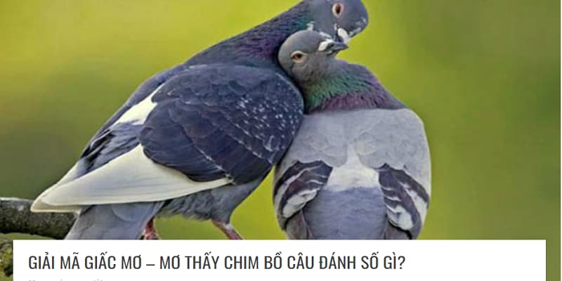 Mơ thấy bồ câu đánh con lô gì?