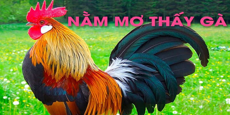 Nằm mơ thấy con gà đánh số nào may mắn?