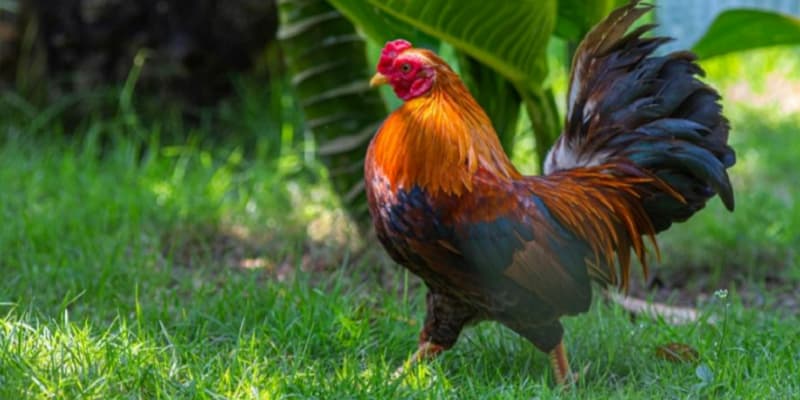 Mơ giống gà chọi dũng mãnh