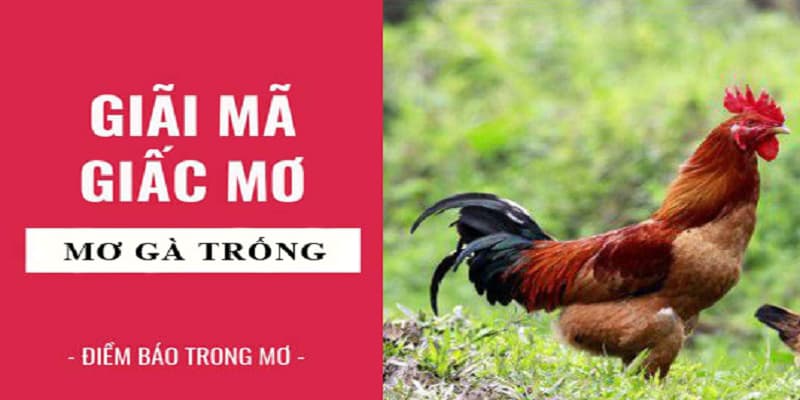 Mơ thấy có gà trống