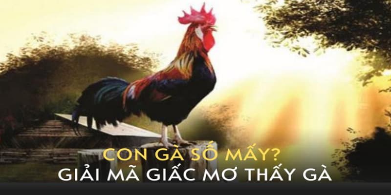 Mơ thấy gà nên đánh lô nào là may mắn nhất? Ý nghĩa giấc mơ