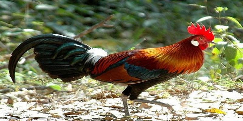 Chiêm bao thấy một đàn gà con