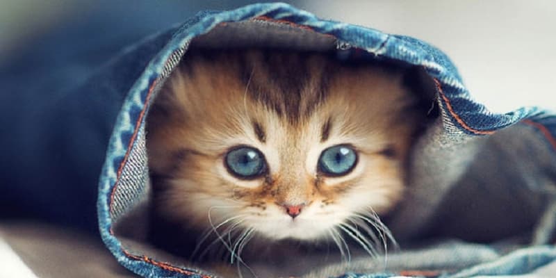 Người làm kinh doanh chiêm bao thấy mèo