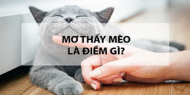 Mơ thấy mèo tấn công bạn bất ngờ