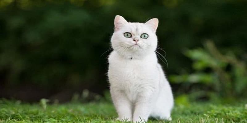 Mơ thấy mèo mang ý nghĩa về điềm báo gì? Đánh đề chuẩn