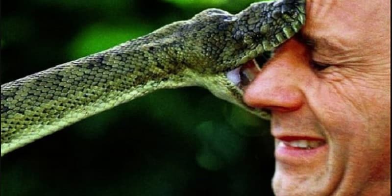 Ý nghĩa bắt gặp trong chiêm bao thấy rắn