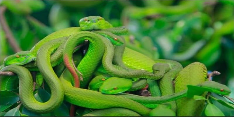 Mơ thấy rắn đánh con gì? 