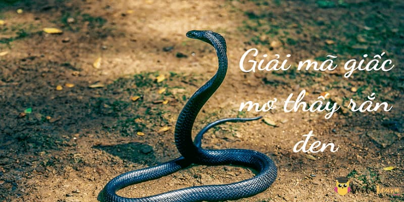 Khi mơ thấy rắn đen đánh lô gì là chính xác?