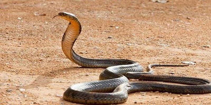 Thấy rắn đuổi theo cắn mình chung chung