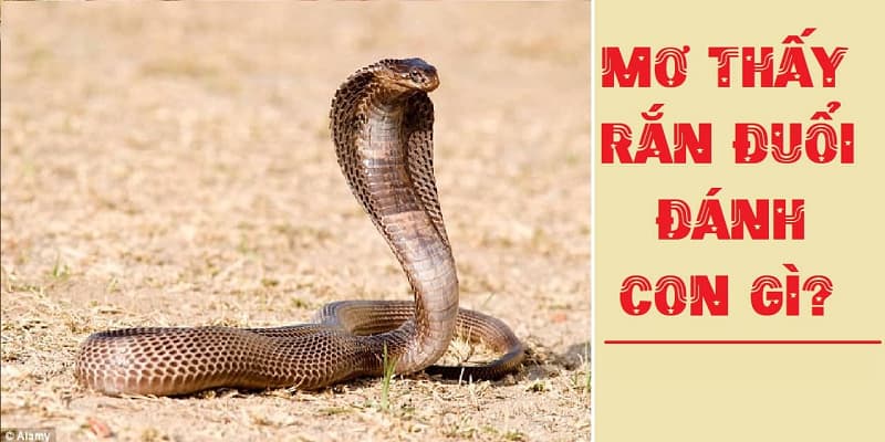 Mơ thấy bị rắn đuổi theo là màu đen