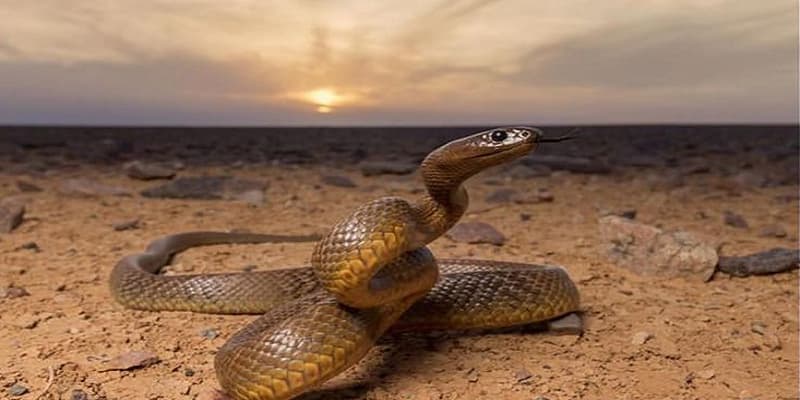 Nên đánh con lô gì khi mơ thấy bị rắn đuổi?