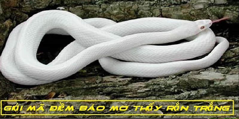 Nằm mơ bắt gặp rắn màu đen và trắng