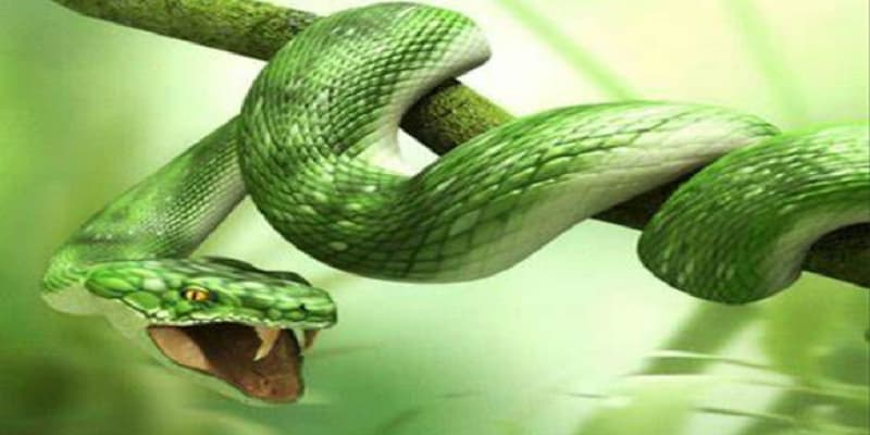 Giải mã giấc mơ bản thân đã giết rắn xanh lục
