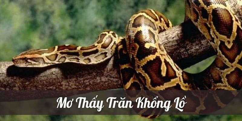 Mơ thấy con trăn là người phụ nữ