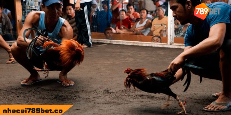 Chợ Tốt Gà Đá Bình Dương - Điểm Mua Bán Chiến Kê Chất 2 02/04/2026 Chợ tốt gà đá Bình Dương có ưu điểm gì nổi bật?