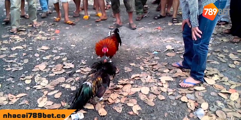 Chợ Tốt Gà Đá Bình Dương - Điểm Mua Bán Chiến Kê Chất 3 02/04/2026 Hướng dẫn cách mua gà tại chợ tốt gà đá Bình Dương