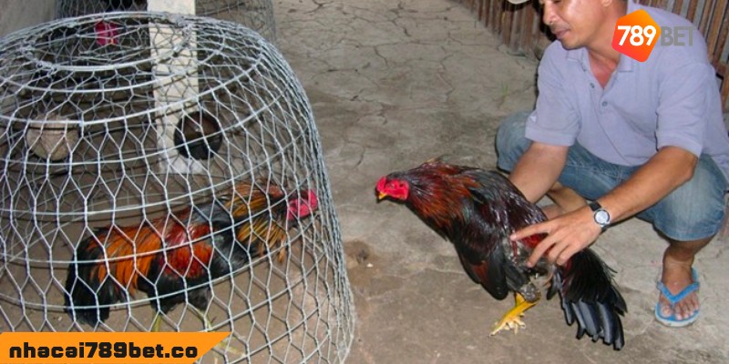 Chợ Tốt Gà Đá Bình Dương - Điểm Mua Bán Chiến Kê Chất 4 02/04/2026 Vài lưu ý khi mua hàng trên chợ tốt gà đá Bình Dương