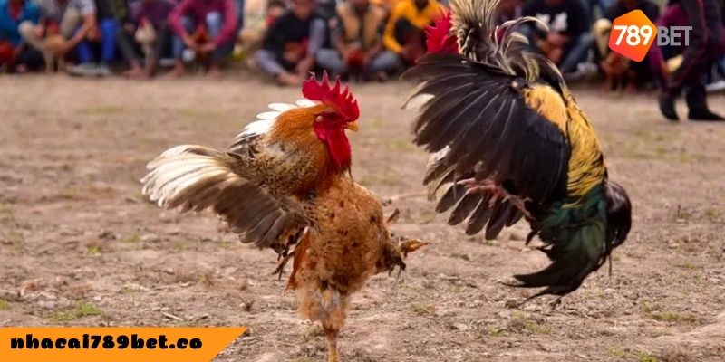 Coi đá gà trực tiếp trên Momo mang đến ưu điểm gì?