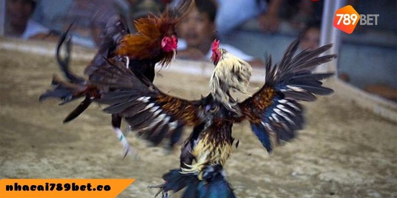 Hướng dẫn coi đá gà trực tiếp trên Momo chi tiết cho người mới