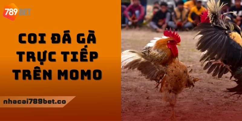 coi đá gà trực tiếp trên Momo