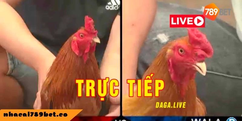 Coi đá gà trực tiếp trên Momo: Có thể hay không?