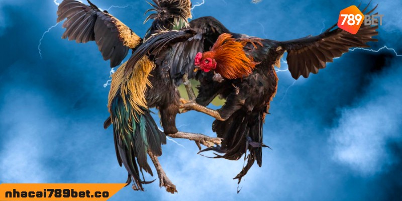 Đá Gà 88 - Địa Chỉ Xem Đấu Kê Chất Lượng, Uy Tín Nhất 2 02/04/2026 Giới thiệu Đá Gà 88 - Trang web theo dõi đá gà uy tín nhất châu Á