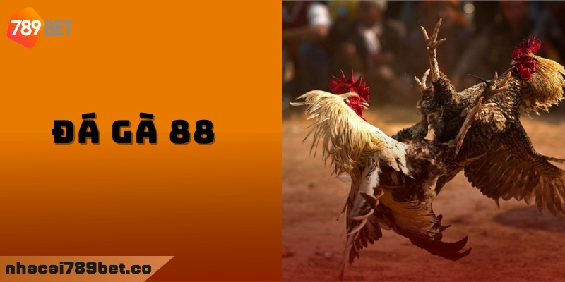 Đá Gà 88 và những điểm mạnh vượt trội 