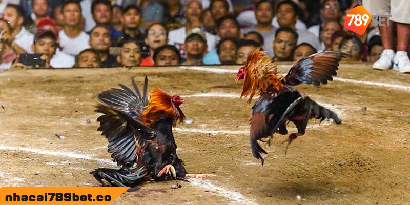 Đá Gà Bình Luận Viên: Thăng Hoa Cảm Xúc Cùng Chiến Kê 2 02/04/2026 Đá gà bình luận viên là gì, bet thủ đã biết?