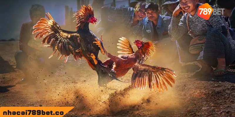 Đá Gà Bình Luận Viên: Thăng Hoa Cảm Xúc Cùng Chiến Kê 3 02/04/2026 Đá gà bình luận viên và những ưu điểm nổi bật