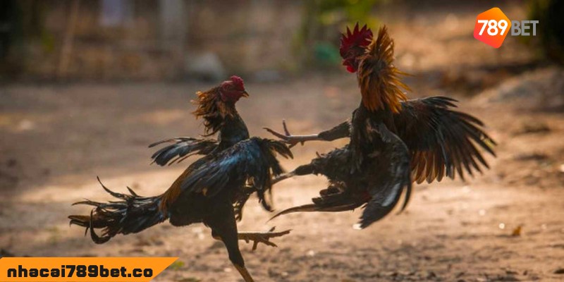 Đá Gà Bình Luận Viên: Thăng Hoa Cảm Xúc Cùng Chiến Kê 4 02/04/2026 Các thể loại đá gà bình luận viên phổ biến hiện nay