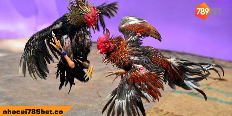 Đá Gà Mỹ: Trọn Bộ Luật Chơi Chi Tiết Từ A-Z Cho Người Mới 2 02/04/2026 Đá gà Mỹ - Cuộc chạm trán của những chiến kê hung tợn