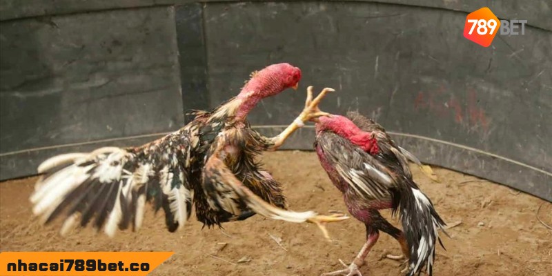 Đá Gà Mỹ: Trọn Bộ Luật Chơi Chi Tiết Từ A-Z Cho Người Mới 4 02/04/2026 Trọn bộ quy luật chơi đá gà Mỹ cho người mới