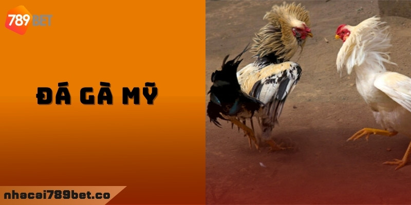 Các thể loại đá gà Mỹ phổ biến nhất hiện nay