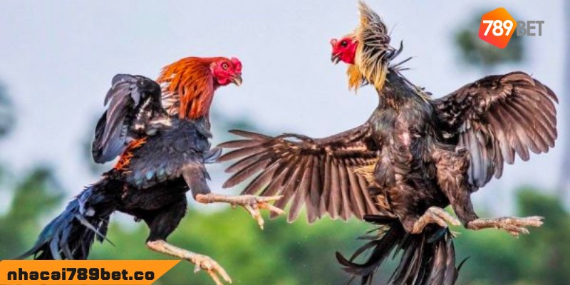 Những Ưu Điểm Của Đá Gà Trực Tiếp C1 Không Nên Bỏ Qua 2 02/04/2026 Thế nào là đá gà trực tiếp C1?