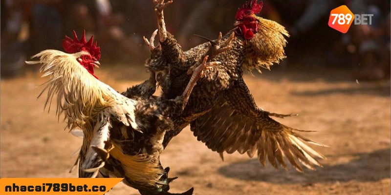 Những Ưu Điểm Của Đá Gà Trực Tiếp C1 Không Nên Bỏ Qua 3 02/04/2026 Các quy tắc tham gia đá gà trực tiếp C1 quan trọng là gì?