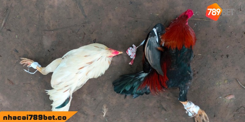 Chương Trình Khuyến Mãi Đá gà UW88VND.COM 2023 3 02/04/2026 Các chương trình khuyến mãi hiện có tại đá gà uw88vnd.com