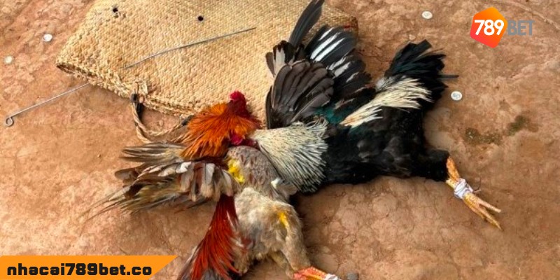 Chương Trình Khuyến Mãi Đá gà UW88VND.COM 2023 4 02/04/2026 Các chương trình khuyến mãi hiện có tại đá gà uw88vnd.com