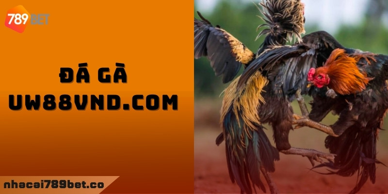 Các chương trình khuyến mãi hiện có tại đá gà uw88vnd.com