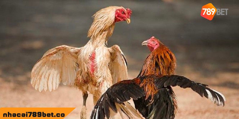 789BET - Website Đá Gà Trực Tiếp Campuchia Uy Tín Nhất Châu Á 3 02/04/2026 Tại sao nên tham gia tại website đá gà trực tiếp Campuchia 789BET?