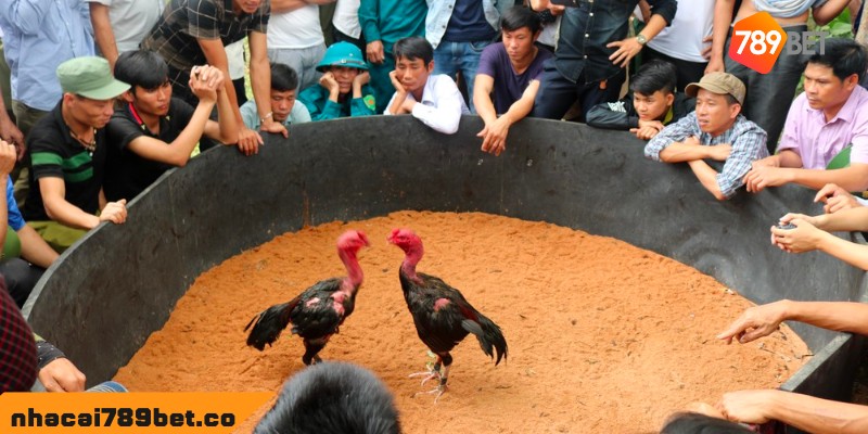 789BET - Website Đá Gà Trực Tiếp Campuchia Uy Tín Nhất Châu Á 2 02/04/2026 Vài dòng về bộ môn đá gà trực tiếp Campuchia